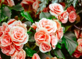 Cách chọn màu sắc chủ đạo cho tiệc cưới của bạn