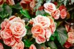 Cách chọn màu sắc chủ đạo cho tiệc cưới của bạn